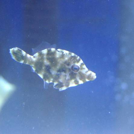 Acreichthys tomentosus TANK BRED  4-5cm