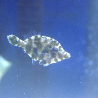 Acreichthys tomentosus TANK BRED  4-5cm