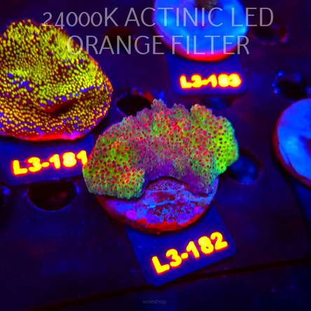 Acropora HYACINTHUS RED PLANET (11.09.2026) L3-182  5cm