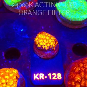 Leptastrea pruinosa JOHN DEERE (14.01.2026) KR-128  2.5cm