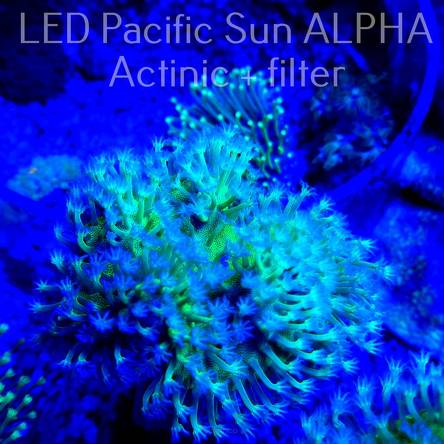 Sarcophyton FLUO GREEN (20.11.2022)