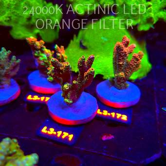 Acropora MILLEPORA RED/YELLOW MORPH (11.09.2026) L3-171  7cm