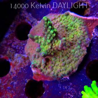 Acropora sp. AUSTRALIA (09.05.2025) MM1-I-20  5cm