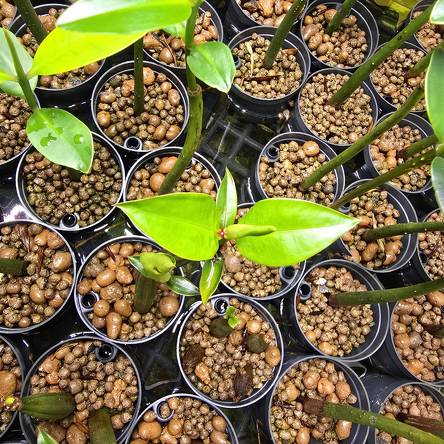 Bruguiera gymnorhiza – Large-leafed Mangrove PROPAGULE with leaves and roots 20–25 cm