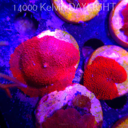 Discosoma AUSSIE ULTRA RED (07.09.2025) 1P