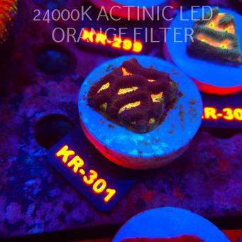 Platygyra LAVA Maze Brain Coral (19.09.2026) KR-301  3cm