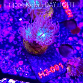 Duncanopsammia axifuga (15.01.2026) H3-001  3P