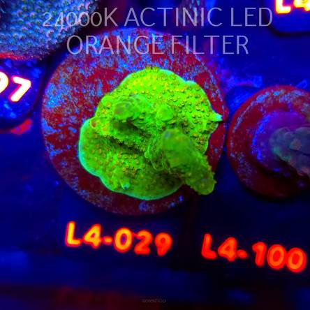 Acropora RR RAINBOW LOOM  (06.01.2026) L4-029  6cm