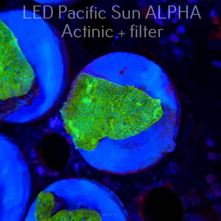 Mycedium WWC Space Invader Chalice (04.05.2025)  4cm