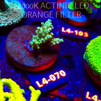 Acropora sp. PREMIUM AUSTRALIA  (07.01.2026) L4-070  3cm