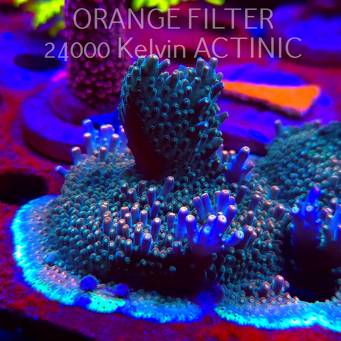 Acropora valida RAINBOW (08.05.2025) MM1-II-20  6cm