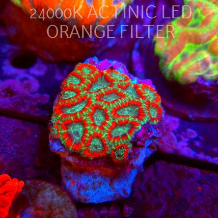 Acanthastrea lordhowensis CHRISTMAS ACAN (02.10.2026)  7cm