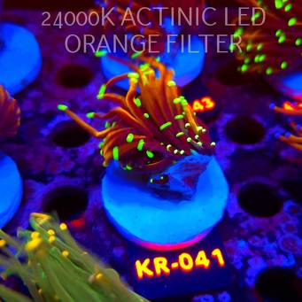 Euphyllia glabrescens HELLFIRE (01.09.2026) KR-041