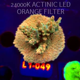 Acropora sp. PREMIUM AUSTRALIA  (03.08.2026) L1-049  5cm