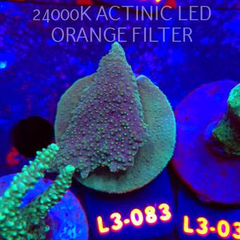 Acropora efflorescens TABLE ACRO (04.01.2026) L3-083  6cm