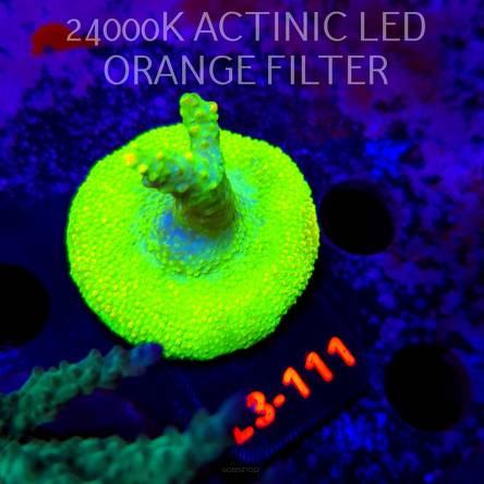 Acropora RR RAINBOW LOOM (05.01.2026) L3-111  5cm