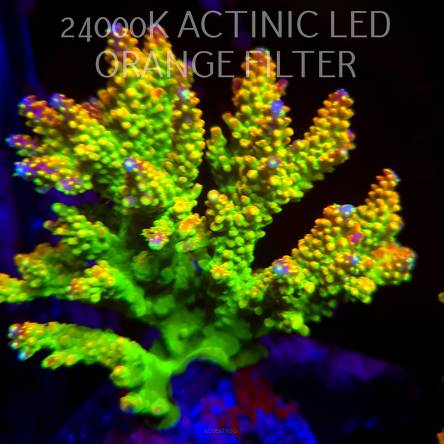 Acropora divaricata JOES MANGO GARDEN (13.02.2026) H1  12cm