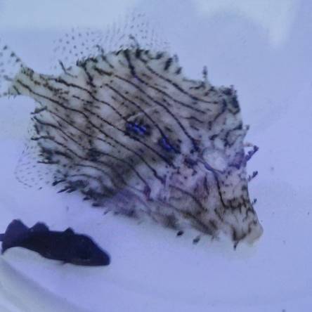 Chaetodermis penicilligerus rozmiar 9cm