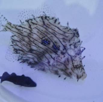 Chaetodermis penicilligerus rozmiar 9cm