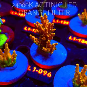 Acropora loripes GOLDEN JAWDROPPER (03.08.2026) L1-096  7cm