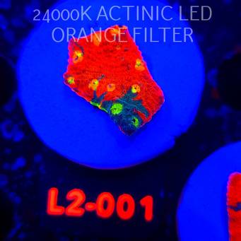  Echinophyllia OG Bugatti Chalice (22.01.2026) L2-001  2.5cm