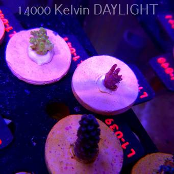 Acropora microclados CHEMICAL ROMANCE (03.08.2026) L1-040  1cm