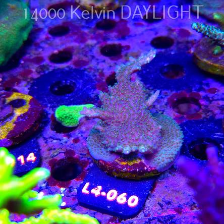 Acropora efflorescens TABLE ACRO (07.01.2026) L4-060  8cm