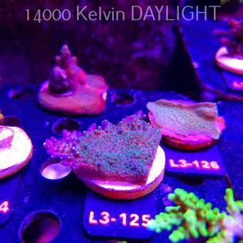 Acropora efflorescens 500 DOLLAR EFFLO TABLE ACRO (11.09.2026) L3-125  7cm