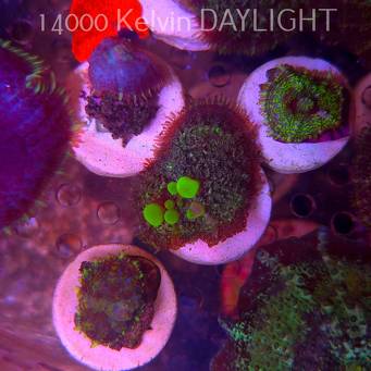Rhodactis URANIUM Bounce Mushroom (05.03.2025)  4cm