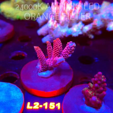 Acropora MILLEPORA PINK FUSION (14.08.2026) L2-151  4cm