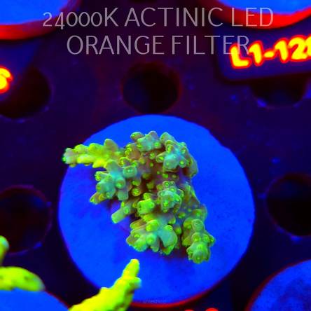 Acropora BANANA DRAGON (02.08.2026) L1-090  4cm