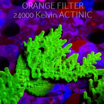 Acropora WWC Castells Banana (11.08.2025) MM6-III-2  6cm