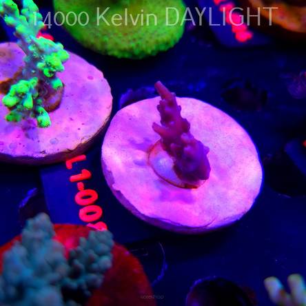 Acropora sp. PREMIUM AUSTRALIA  (03.08.2026) L1-008  3cm