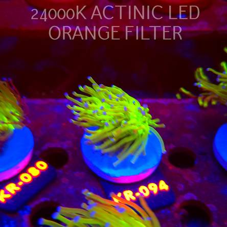 Euphyllia glabrescens TG TOXIC JOKER TORCH (01.09.2026) KR-094