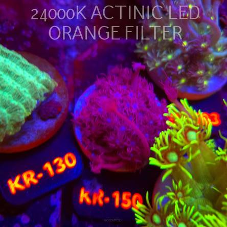 Goniopora BLUE-PURPLE (10.09.2026) KR-150  4cm