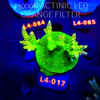 Acropora RR RAINBOW LOOM  (20.05.2026) L4-017  7cm