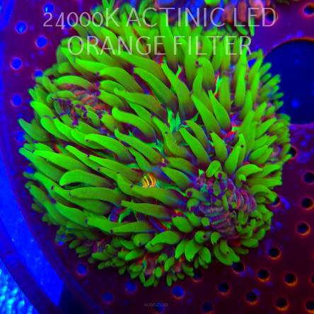 Heliofungia fralinae MALAYSIAN RAINBOW (06.03.2026) 8cm