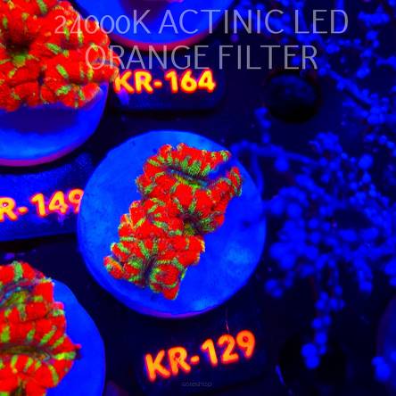 Acanthastrea lordhowensis CHRISTMAS ACAN (03.01.2026) KR-129  4cm