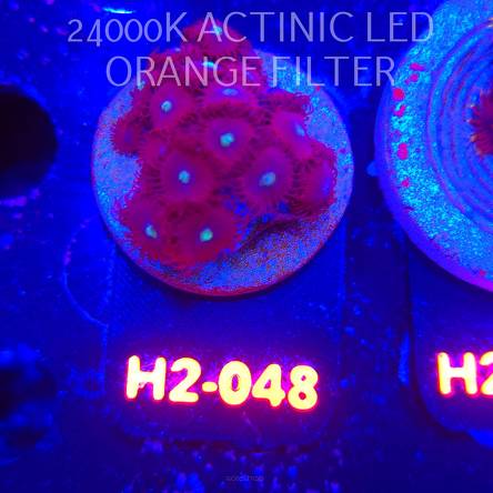 Zoanthus RED GALAXY (01.12.2025) 18P+  H2-048
