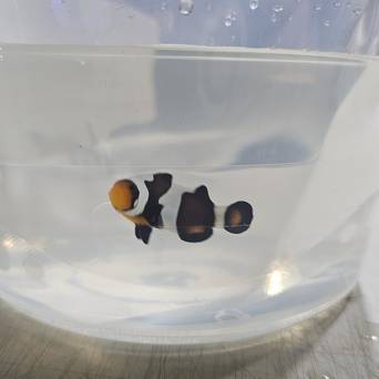 Amphiprion ocellaris WYSIWYG DARWIN TANK BRED 4cm