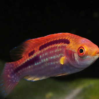 Cirrhilabrus lubbocki 5-6cm