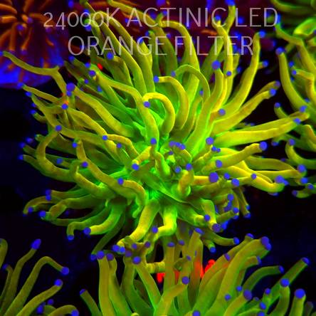 Euphyllia glabrescens OG HOLY GRAIL TORCH (17.01.2026) KR-140