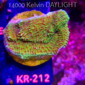Montipora RASPBERRY LEMONADE (01.09.2026) KR-212  6cm