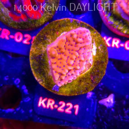 Montipora danae ULTRA (01.09.2026) KR-221  4cm