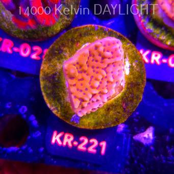 Montipora danae ULTRA (01.09.2026) KR-221  4cm