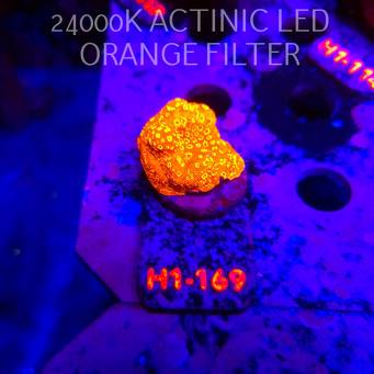 PAVONA MALDIVENSIS ORANGE (11.10.2026) H1-169  3cm