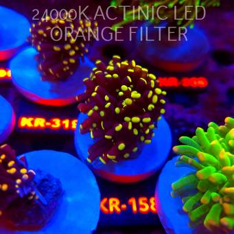 Euphyllia cristata YELLOW TIPS (24.09.2026) KR-158
