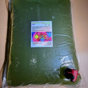  Fitoplankton zielony morski 5 L (Nannochloropsis sp, Tetraselmis sp, Isochrysis sp) worek z kranem PROMOCJA