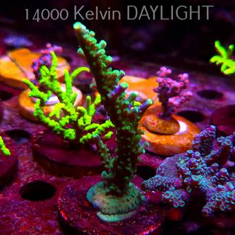 Anacropora WWC SLIMEBALL (08.05.2025) MM1-II-10  6cm
