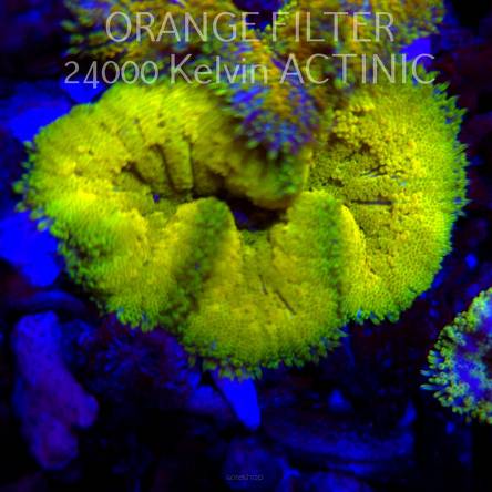 Stichodactyla TAPETUM Mini-Maxi Carpet Anemone YELLOW (07.09.2025)  7cm
